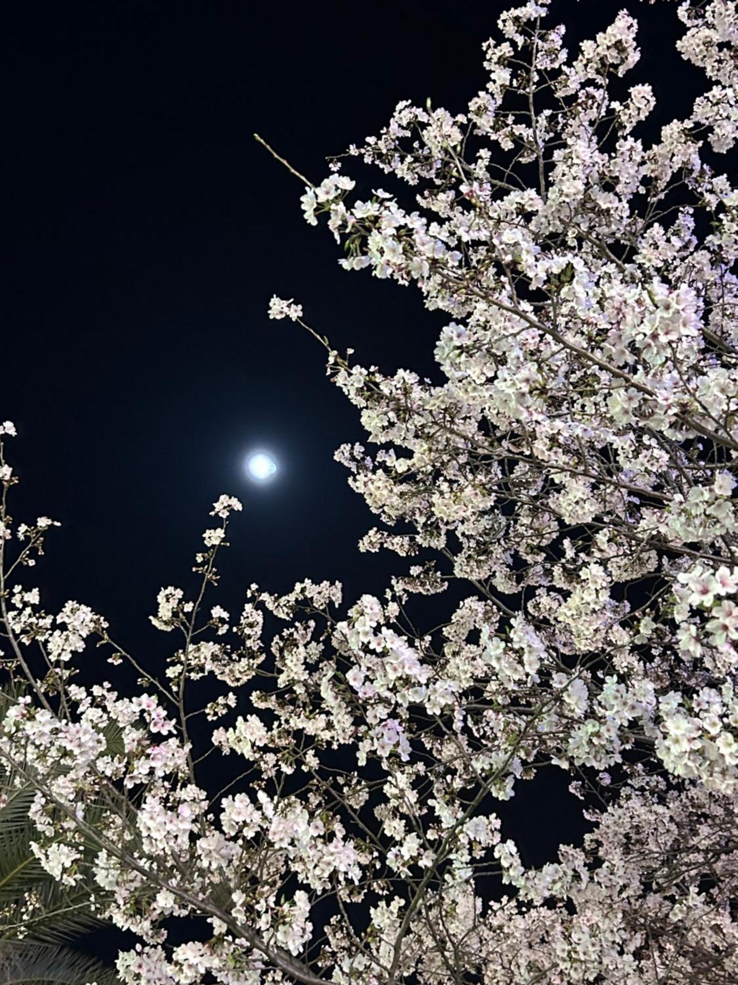 Ryoso Chatani Kyoto Eksteriør billede